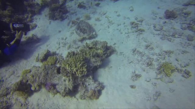 Żółw i Delfiny Hurghada Egipt 2014 смотреть онлайн