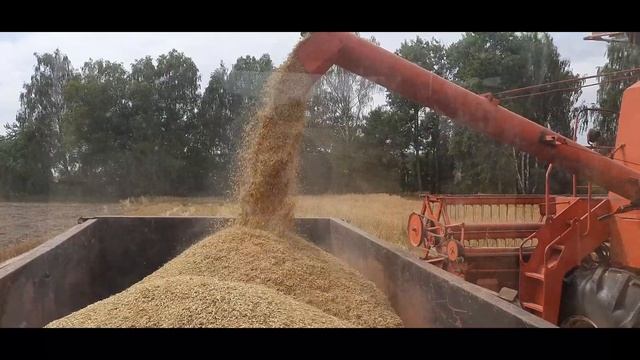 Piękny Czarny Dymek od MTZ, Bizon Kosi jaK SzalonY, Czyli ŻNIWA!! | Żniwa 2022 | Agro Koluszki смотреть онлайн