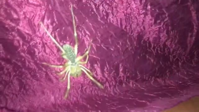 Camel Spider at Oasis de Fint, Ouarzazate смотреть онлайн