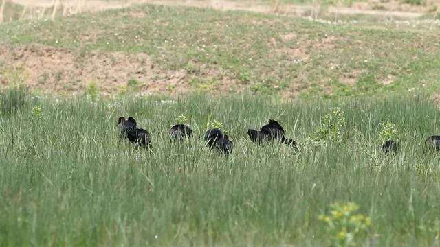 Çeltikçi (Plegadis falcinellus - Glossy Ibis) Beslenme смотреть онлайн