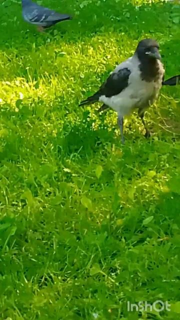 Чайка вышла на берег, вороны ругаются))) смотреть онлайн