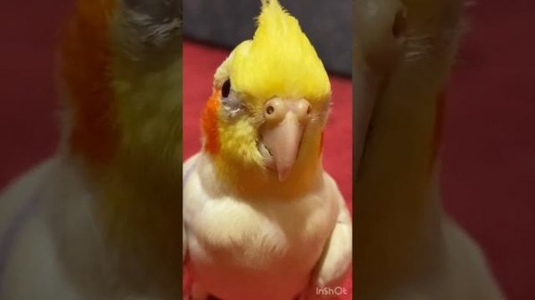 Уговариваем родителей завести попугая !