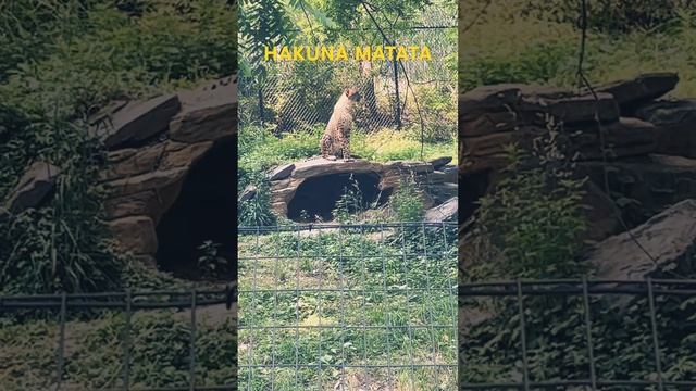 Hakuna Matata #MarylandZoo #lionking #funny #coolanimals смотреть онлайн