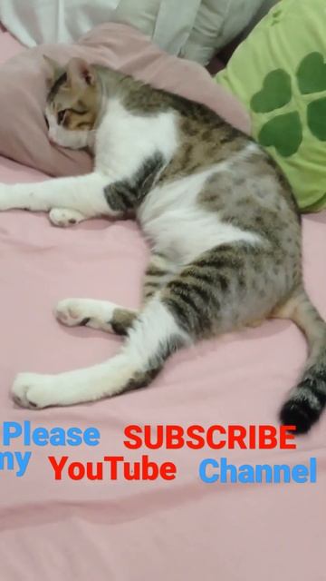 Ready to sleep 😴💤🥰 #yearofyou #cutiepets #cat #funny #shorts #video @michelleolicia2816 смотреть онлайн