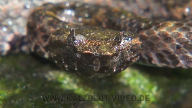 Trimeresurus brongersmai - Brongersma's pit viper, Siberut Island смотреть онлайн
