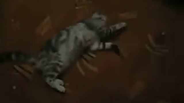 кошка накурилась смотреть онлайн