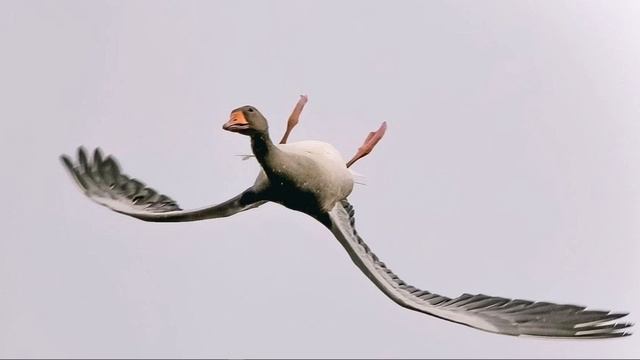 Diamond Goose Podcast: Reginald's Rant смотреть онлайн