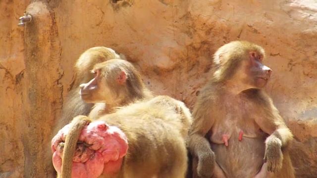 hamadryas baboon video смотреть онлайн