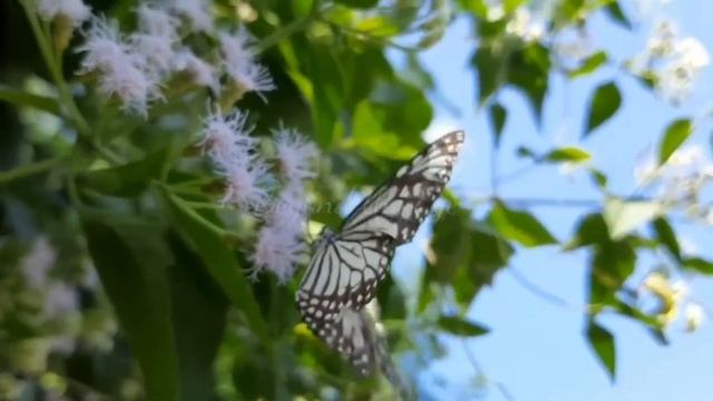 Butterfly | Glassy Tiger | පළිඟු ගෝමරා смотреть онлайн