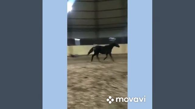 Жеребчик Тракененской породы, 08.04.2019 FOR SALE смотреть онлайн