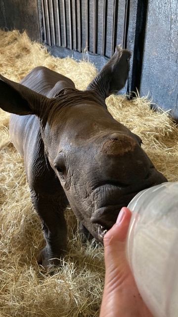 Rhino Orphan Leko Two Years On смотреть онлайн