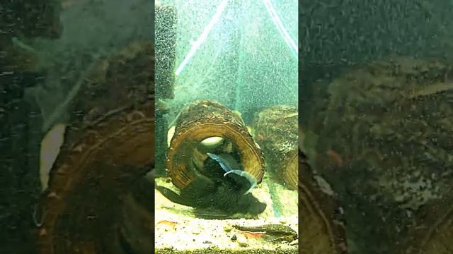 Копия видео L183 VS L181 09 12 2012 смотреть онлайн
