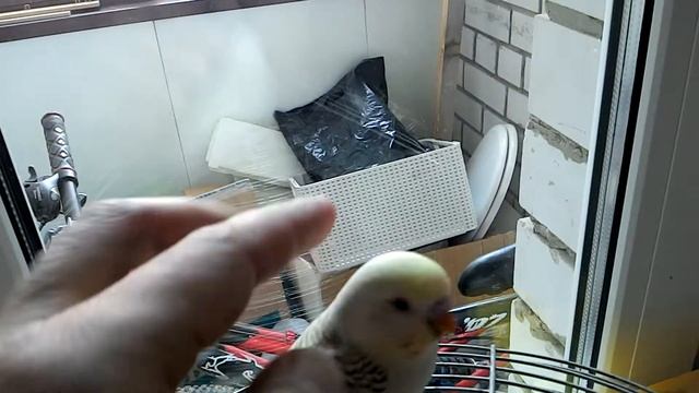 Ручные попугайчики смотреть онлайн