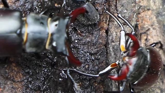 Kampf der Hirschkäfer смотреть онлайн
