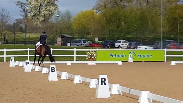 Dino - Petplan Area Festival Champs 2017 - Ele Silver смотреть онлайн