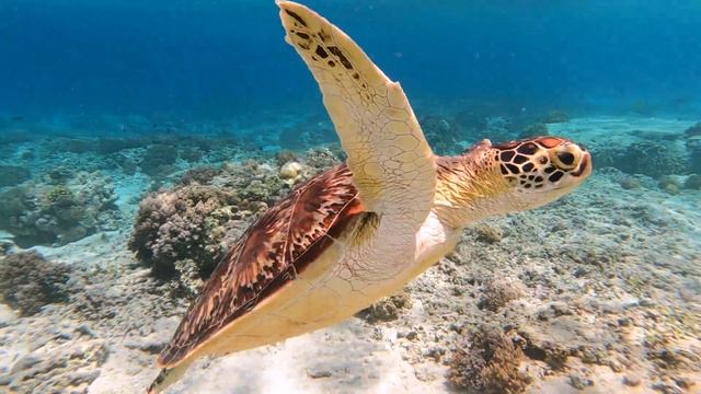 GILI EILANDEN, Lombok - Ultieme REISGIDS met STRANDEN, snorkelen & SCHILDPADDEN in 4K смотреть онлайн