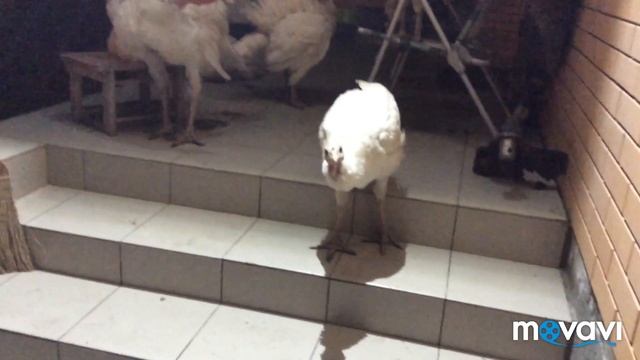 Бездомные Индюки !😂😁 смотреть онлайн