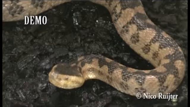 Snakes смотреть онлайн