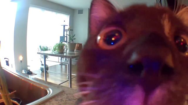 GET DOWN ZAHRA ORIGINAL смотреть онлайн