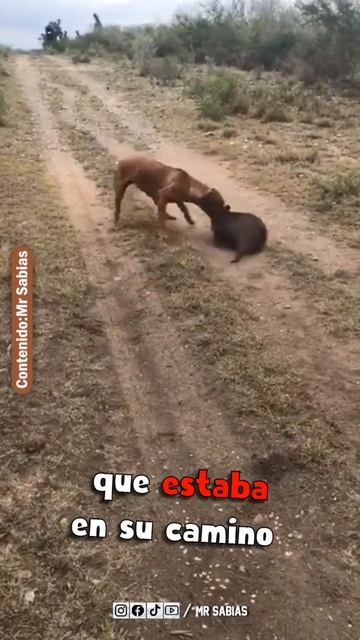 Perro Agresivo Vs Jabalí #Shorts смотреть онлайн