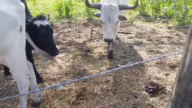 Bovine buddies смотреть онлайн