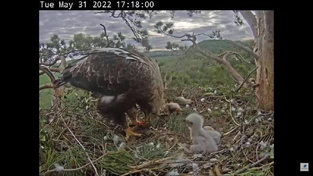 Гнездо Солнечного Орла - Татарстане, Россия 31.05.2022 17:06 смотреть онлайн