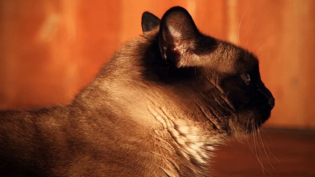 What happens if cut cat's whiskers смотреть онлайн