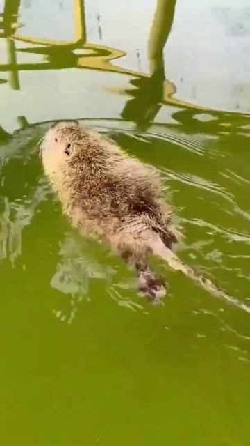 Nutria Are Natural Born Swimmers смотреть онлайн