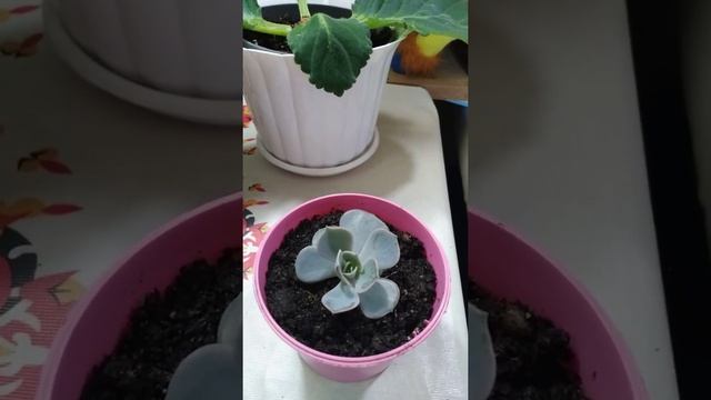 мои новые цветочки🌺☘🌱 смотреть онлайн