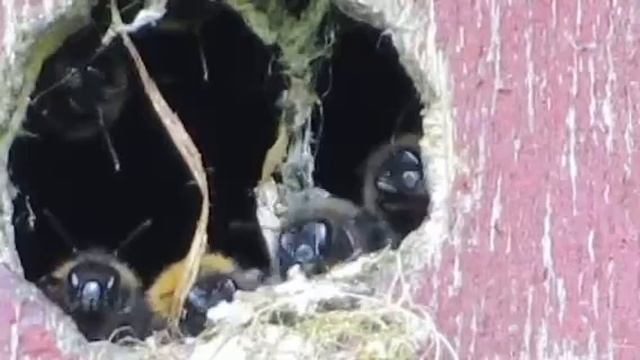 Tree Bumbles - Bombus Hypnorum смотреть онлайн