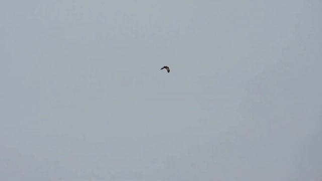 №4995 20 04 2024 Полет болотного луня смотреть онлайн
