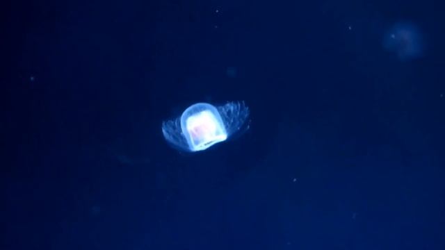 EPI 07 The Immortal Jellyfish (Turritopsis dohrnii) / ARIYAM PARAYAM смотреть онлайн