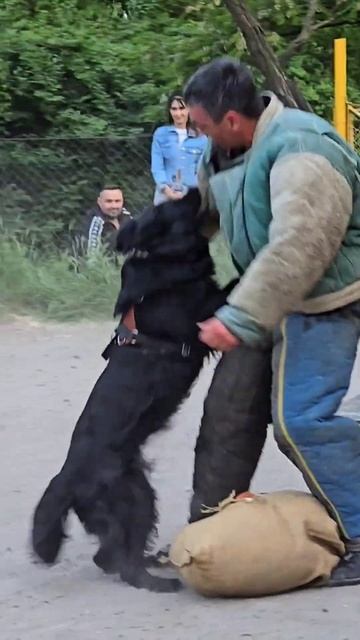 🔥Bodyguard Alpha. German Shepherd attack. #GUARDODESSA Security and protection. Dog training. смотреть онлайн