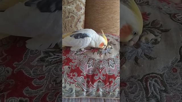 Корелла кушает / Corella is eating / 鹦鹉在吃东西 смотреть онлайн