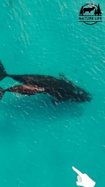 Blue whale baby with her mother | Nature Life | #india #indiansea #oceanlife #sea #shorts смотреть онлайн