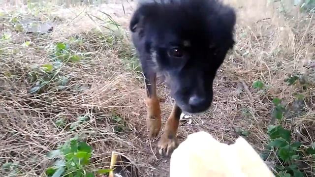 Приручаю Черныша брать хлеб из рук, но он не доверяет смотреть онлайн