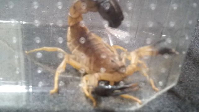 Androctonus australis "hector" смотреть онлайн