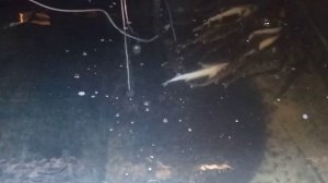 Стерлядка зимой.