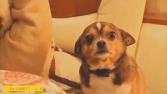 наши меньшие братья !!!! смотреть онлайн