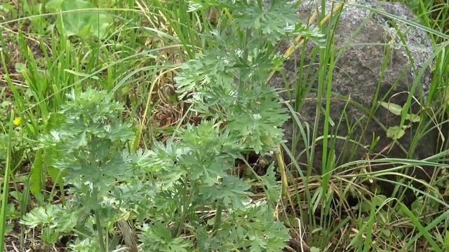 Plante si flori din gradina Domnului Pelinul смотреть онлайн