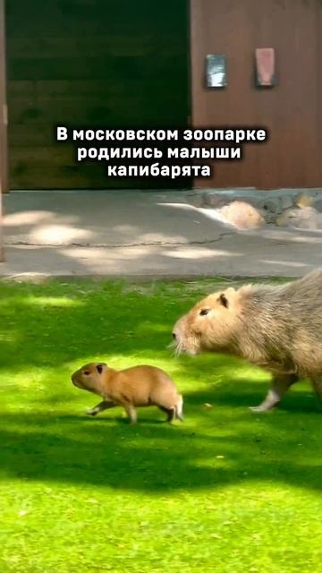 Это произошло в московском зоопарке в 2024 году 🙀 смотреть онлайн