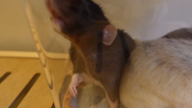🐀INTRODUCING SOME OF MY RATS TO EACH OTHER🐁 смотреть онлайн