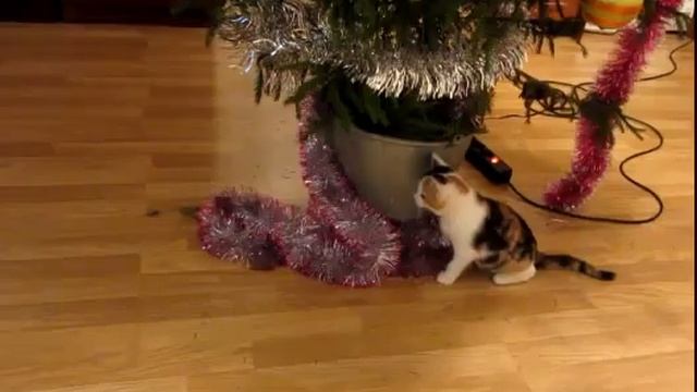 кошка распотрошила елку смотреть онлайн