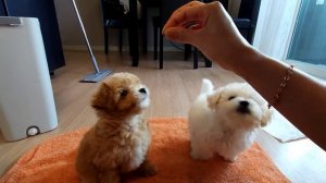 дрессировка щенят бишон фризе и мальтипу