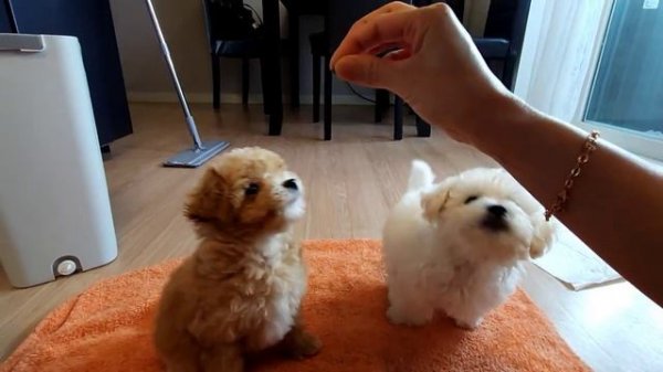 дрессировка щенят бишон фризе и мальтипу