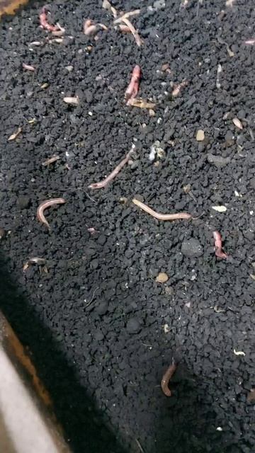 Маточная Дендробена. смотреть онлайн