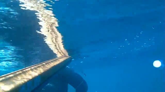 Mediterranean Barracuda sniped.. смотреть онлайн