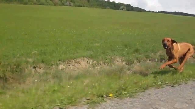 Rhodesian ridgeback, 55 km/h смотреть онлайн