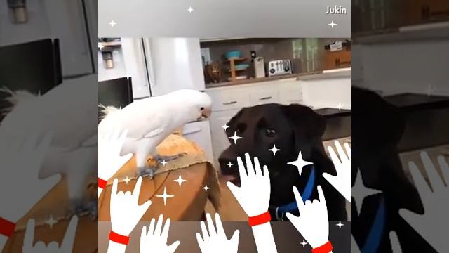 🐦Смешные попугайи🐦 смотреть онлайн