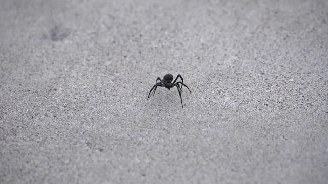 Stock Video - Black Widow Spider walking on sidewalk moving towards the camera смотреть онлайн